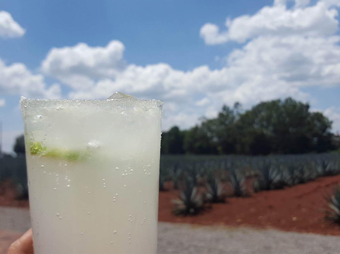 Conoce la experiencia de caminar por campos de agave