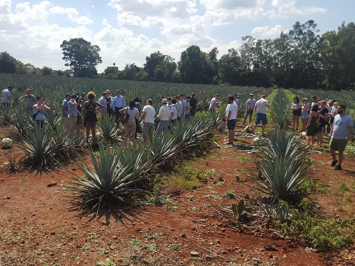 Conoce la experiencia de caminar por campos de agave