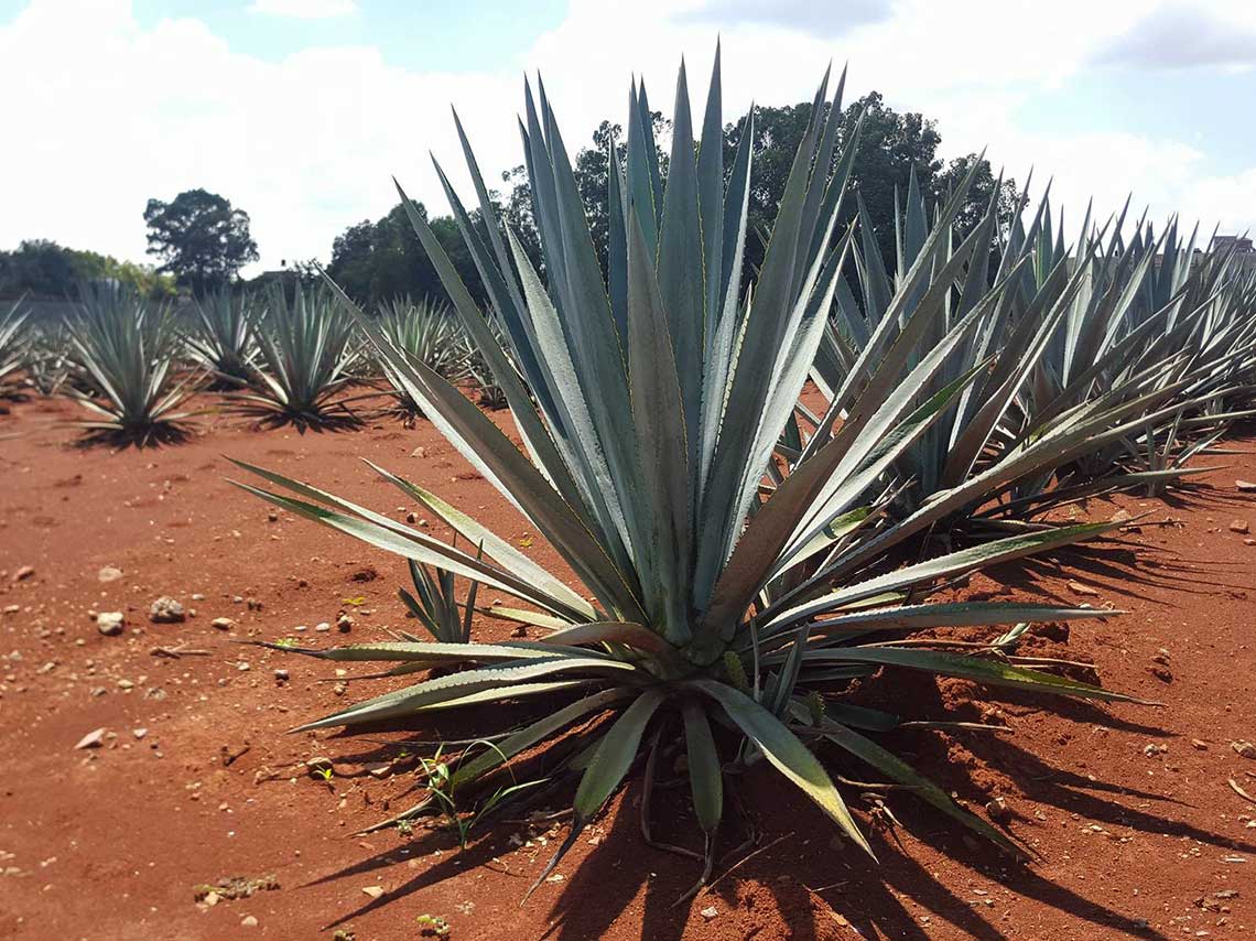 Ruta del Tequila: recorridos por fábricas en Jalisco