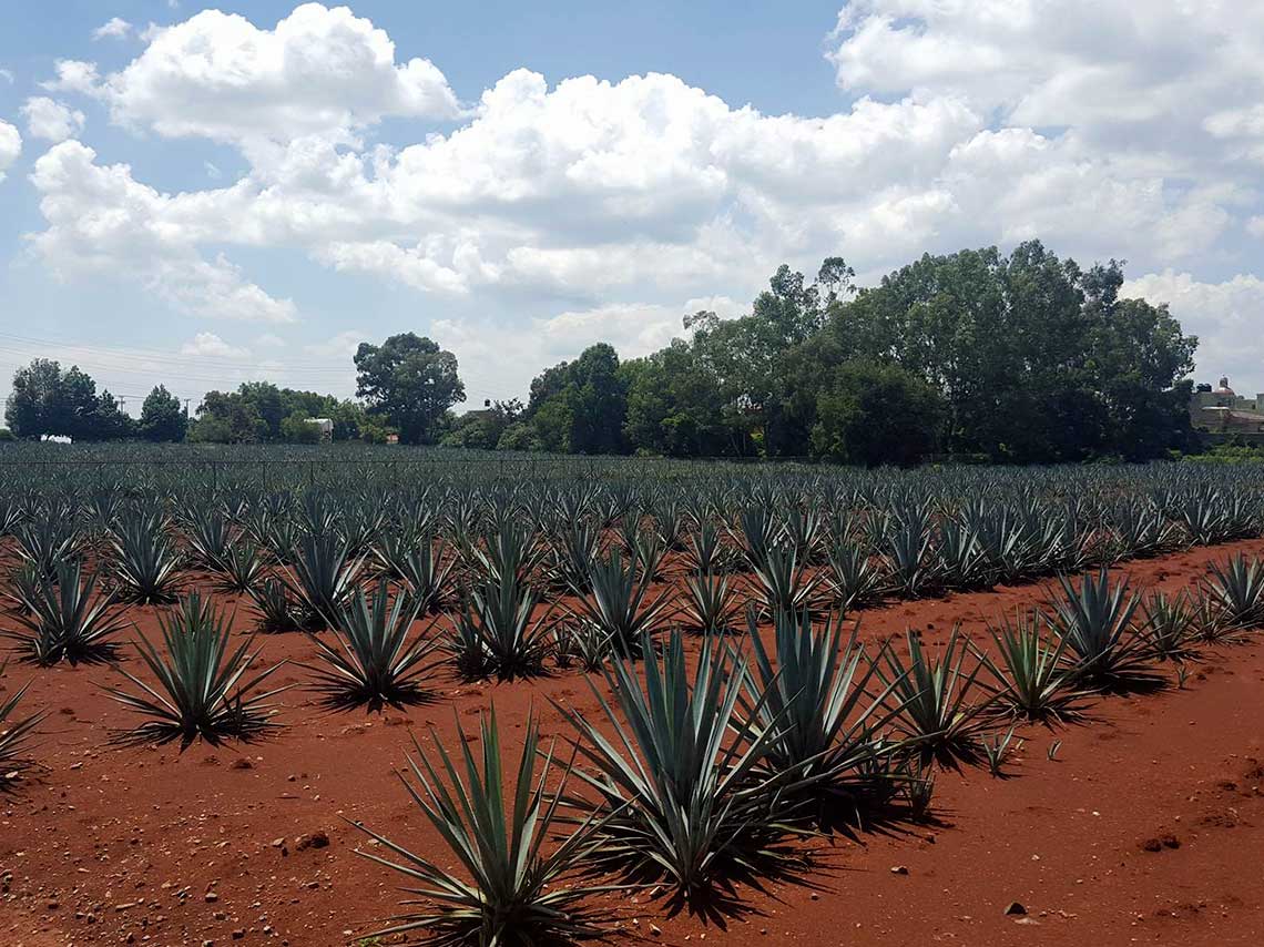 ruta-de-tequila-e