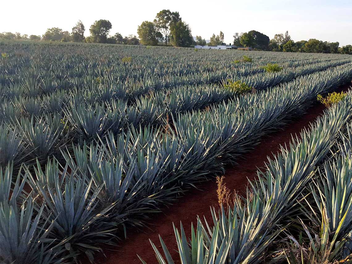 La Cofradía: el hotel en medio de una fábrica de tequila 5