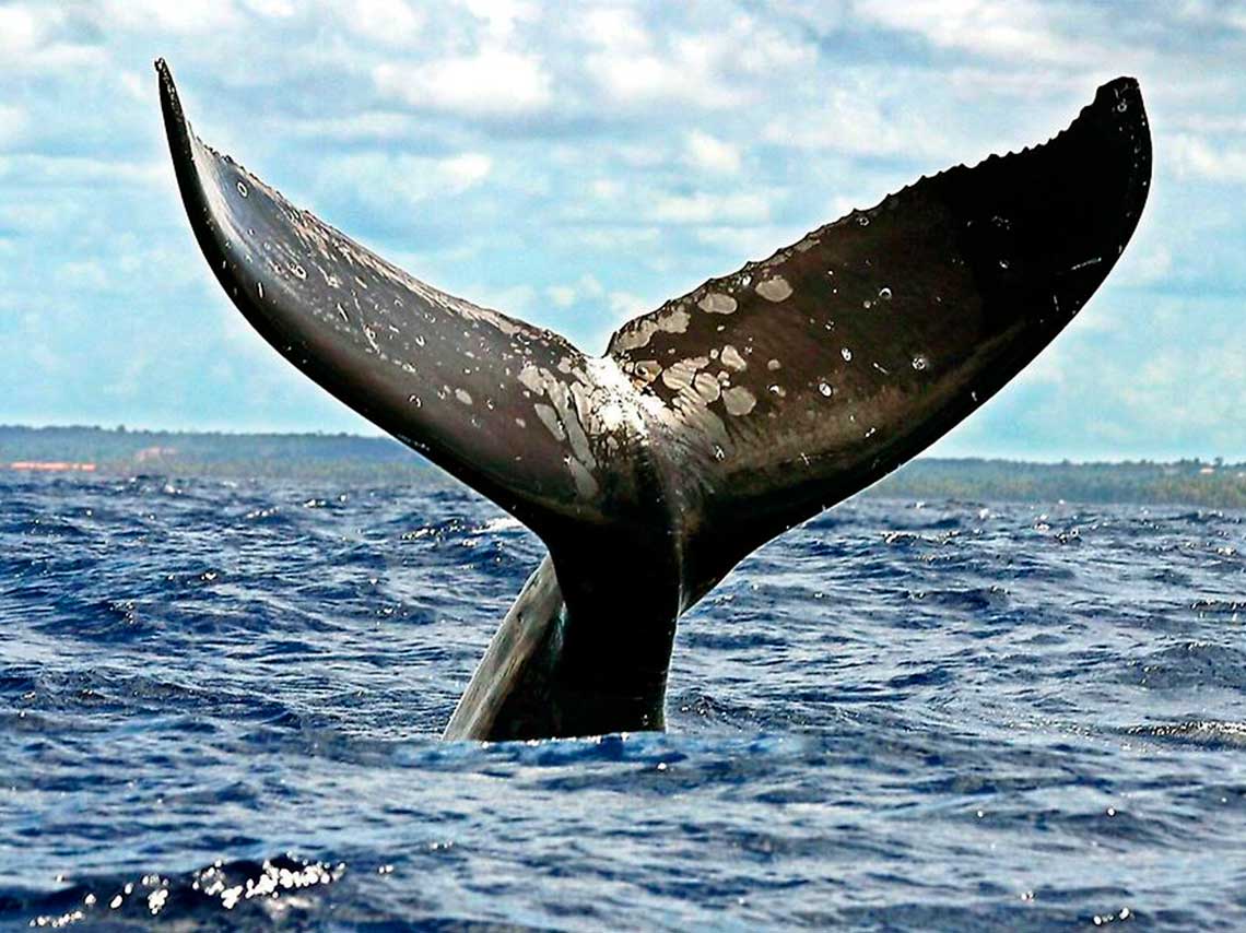 avistamiento-ballenas-a