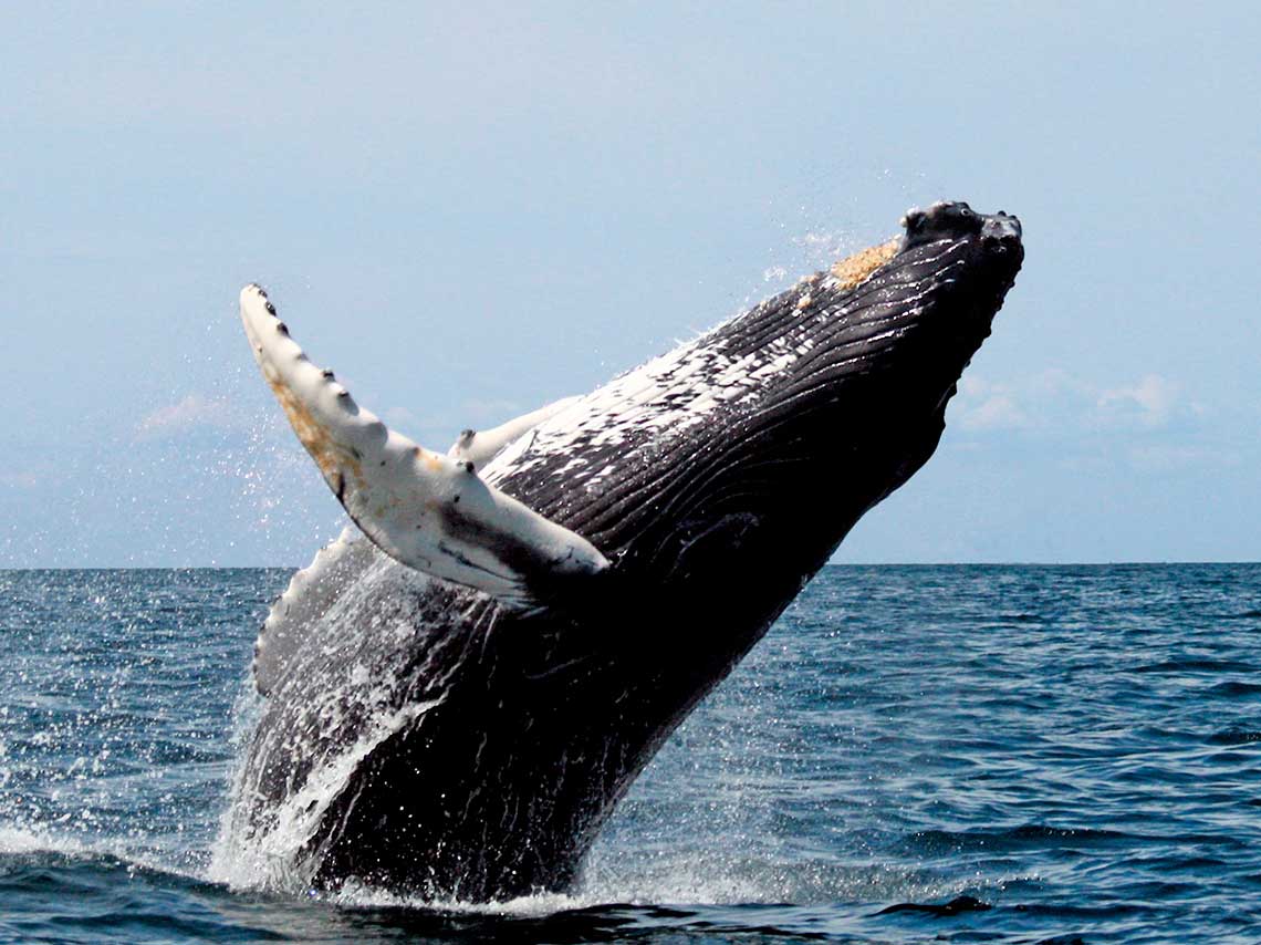 Lugares para el avistamiento de Ballenas en Los Cabos