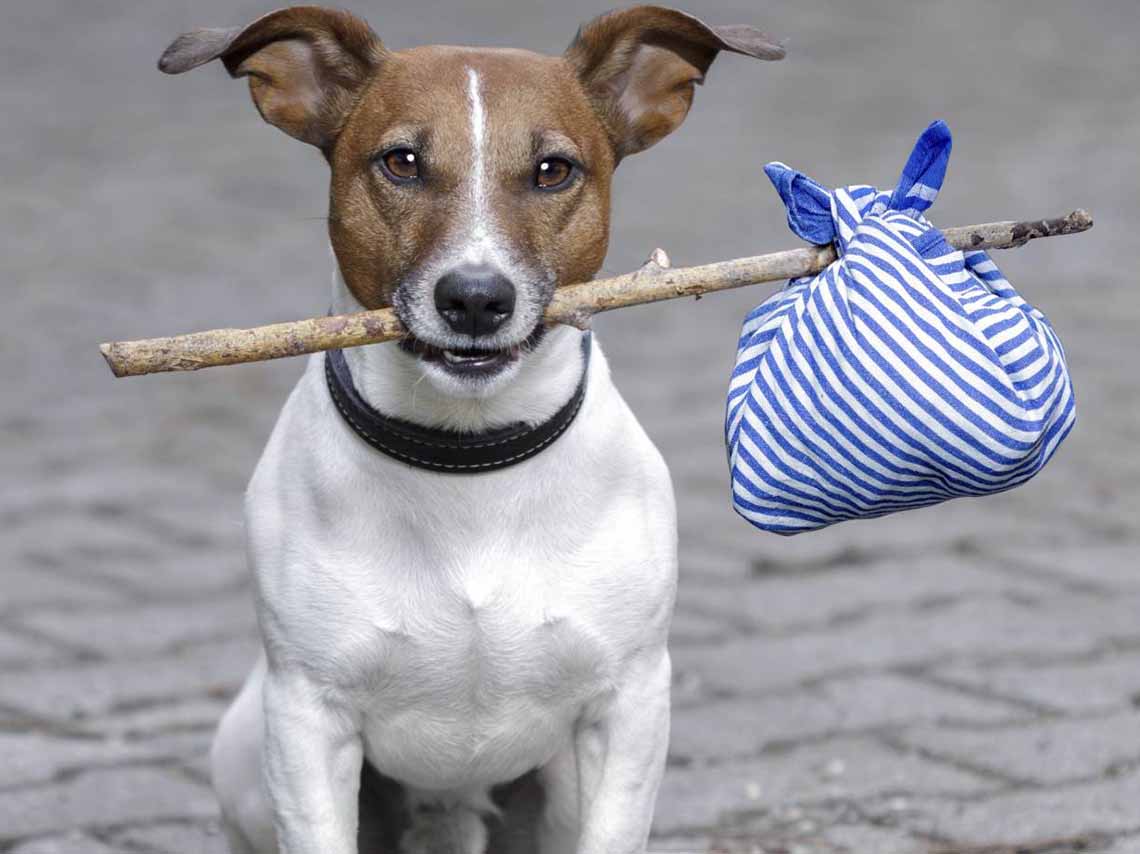 Perros en adopción: Conoce algunos lugares para protegerlos