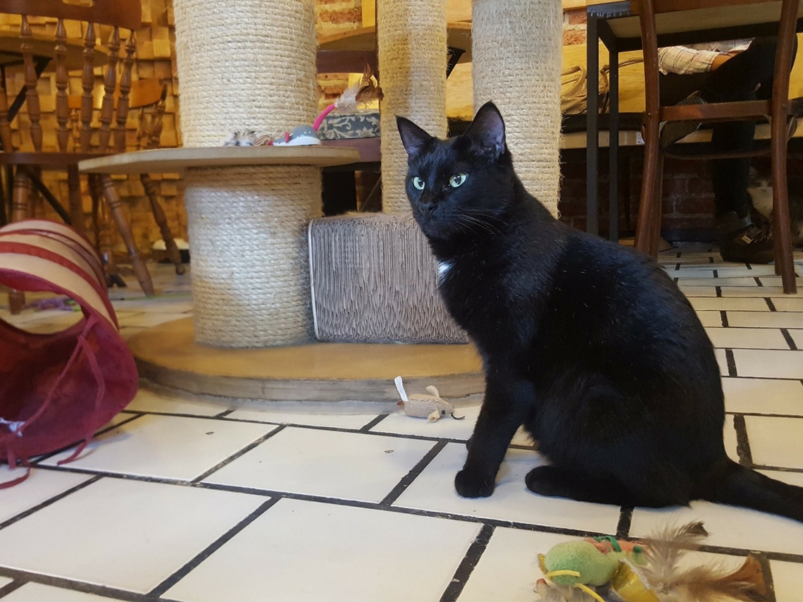 La Gatería: la cafetería donde convives con gatos