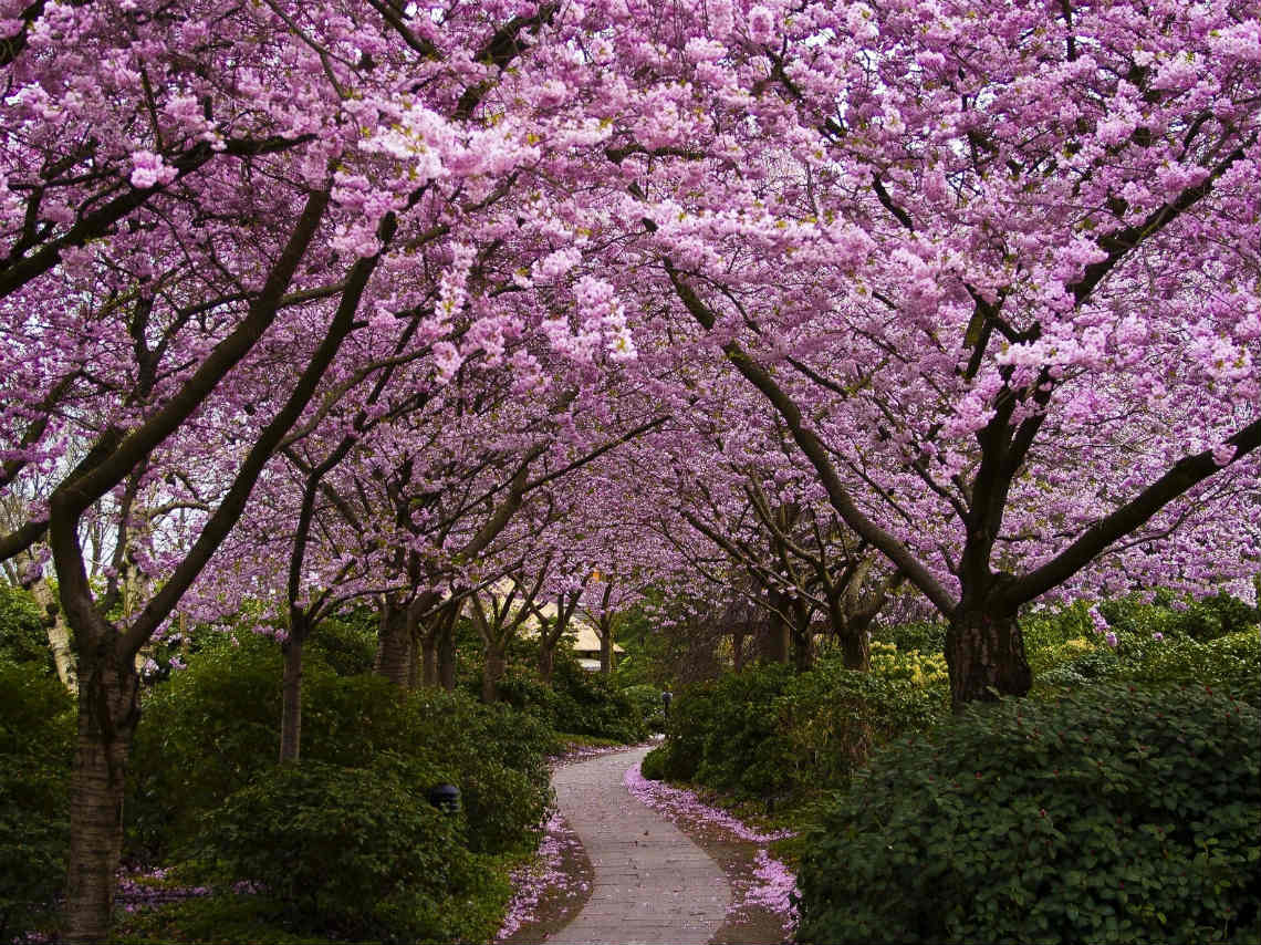 Dónde vivir Japón en la Ciudad México