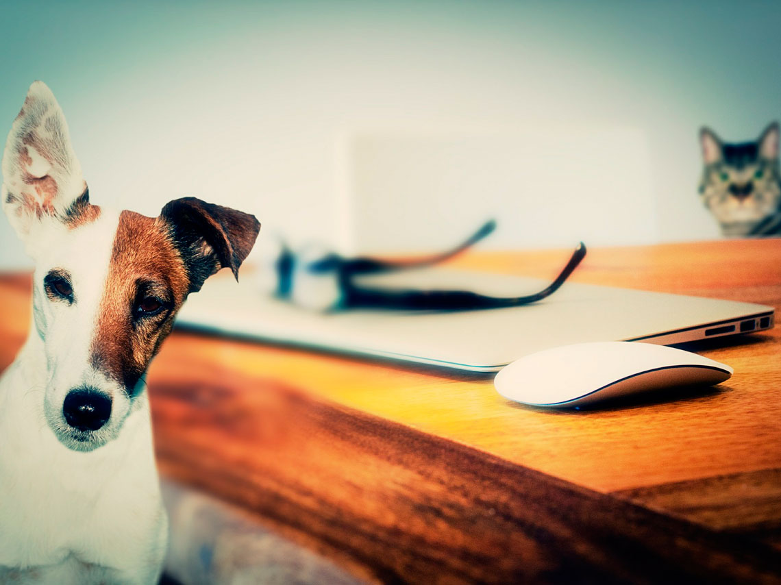 Formas prácticas para consentir a tu mascota