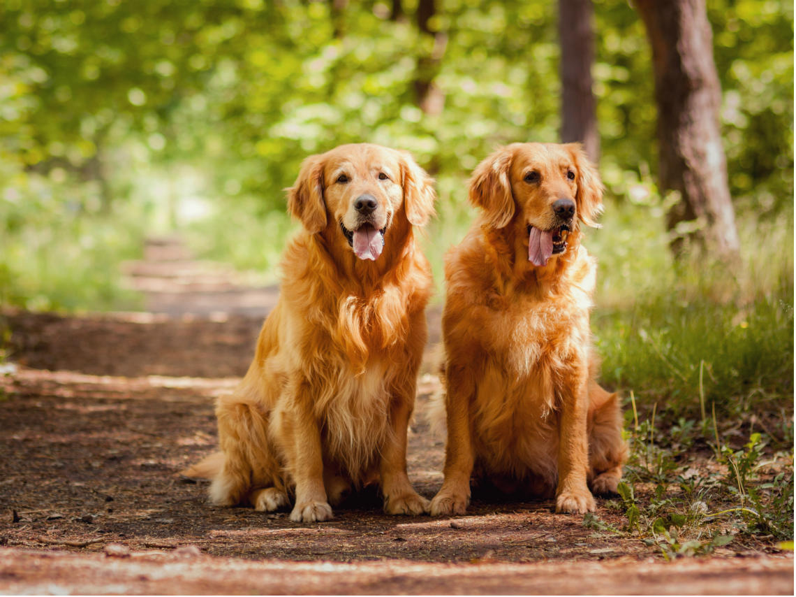 eventos para mascotas en noviembre 2016