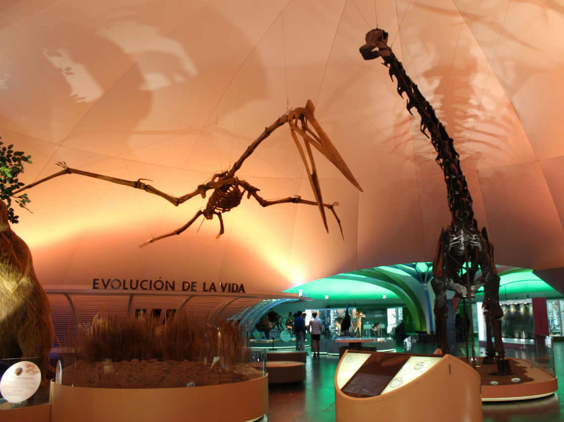Museo de Historia Natural. Dinosaurios