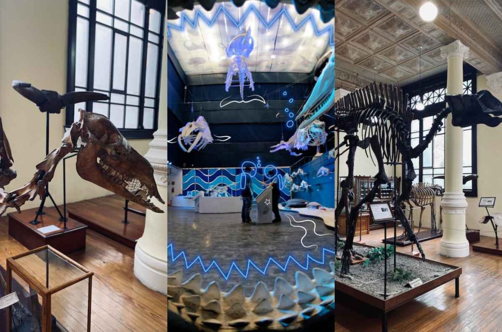 Conoce estos 3 museos en CDMX con fósiles y dinosaurios