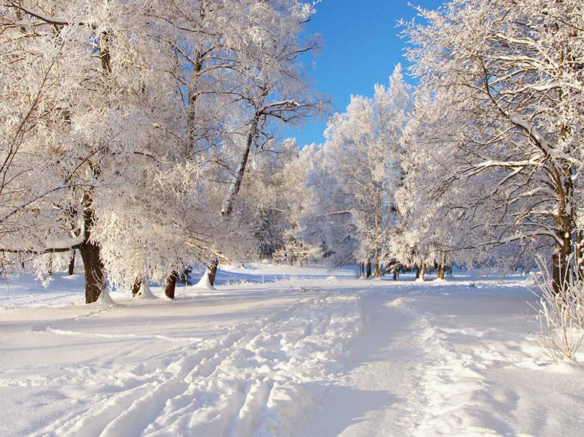 comprar arboles naturales de navidad