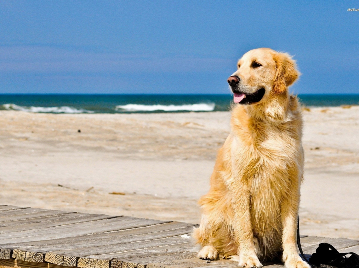 viajes con perros por mexico