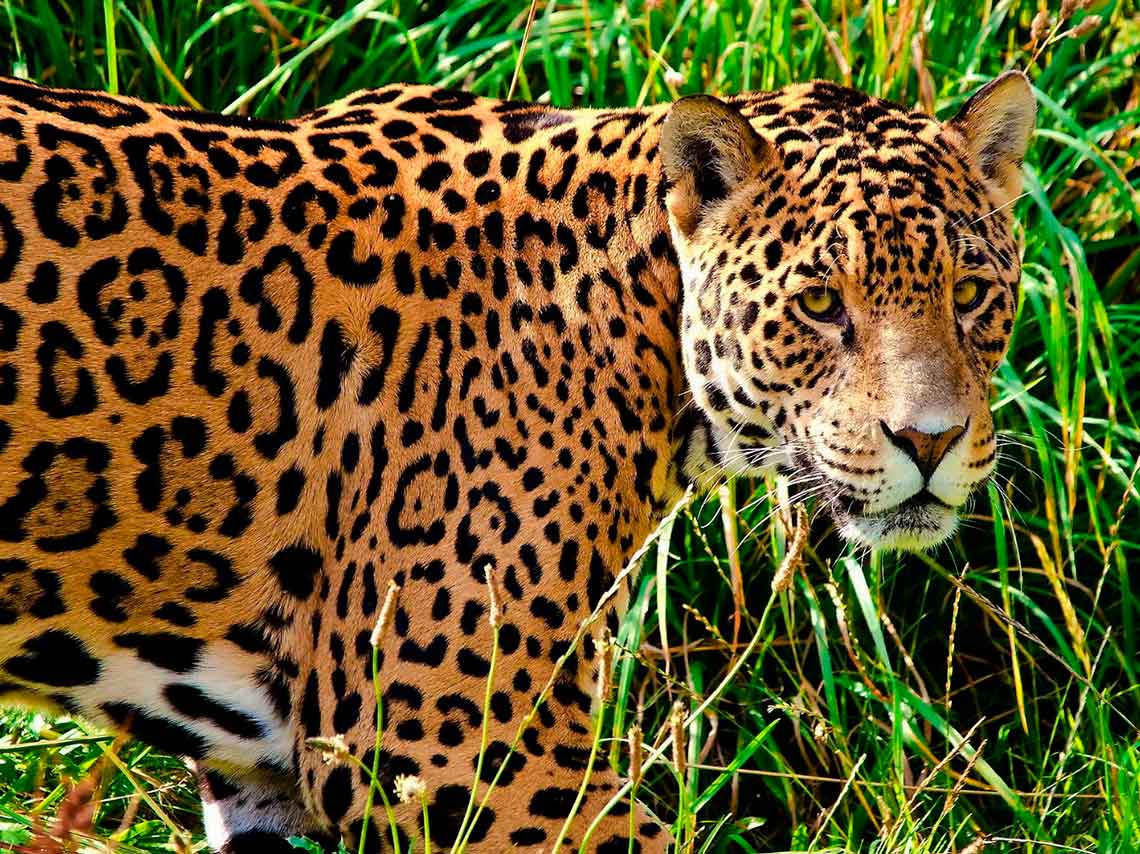 Safaris en México: vive el turismo salvaje