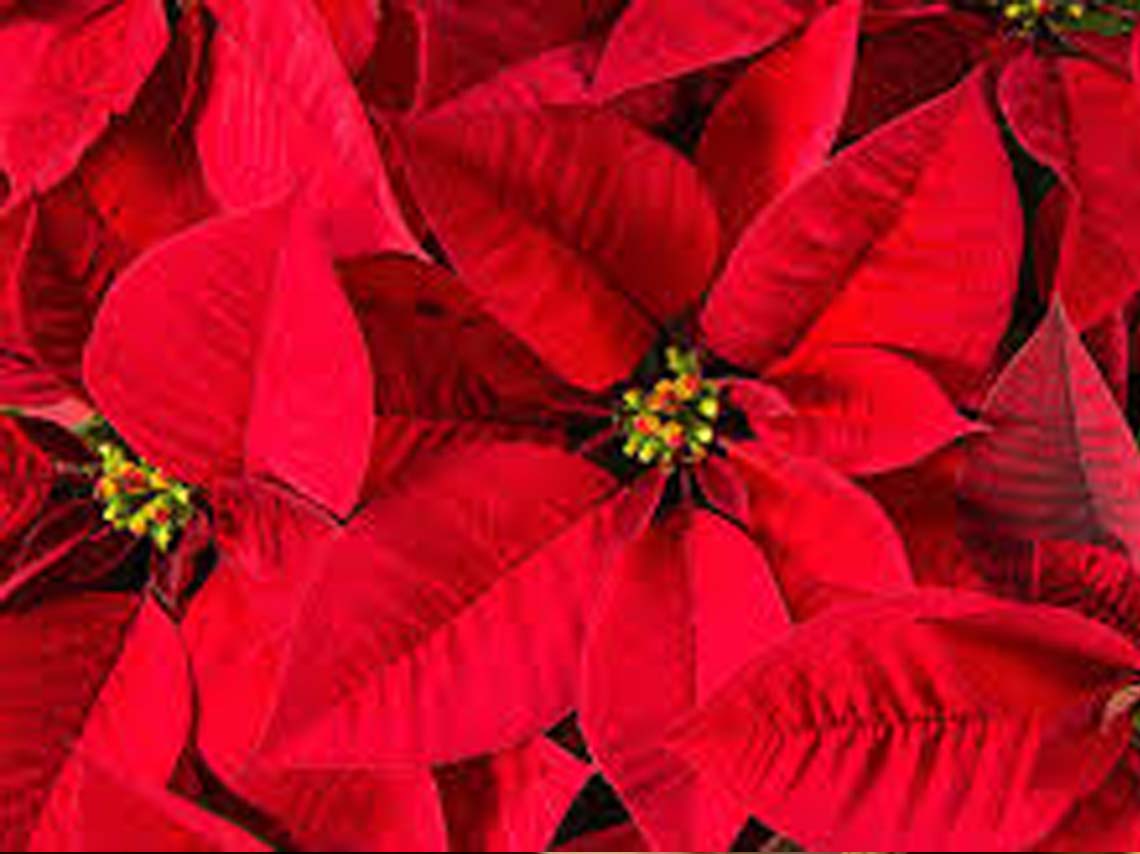 significado de los adornos navideños