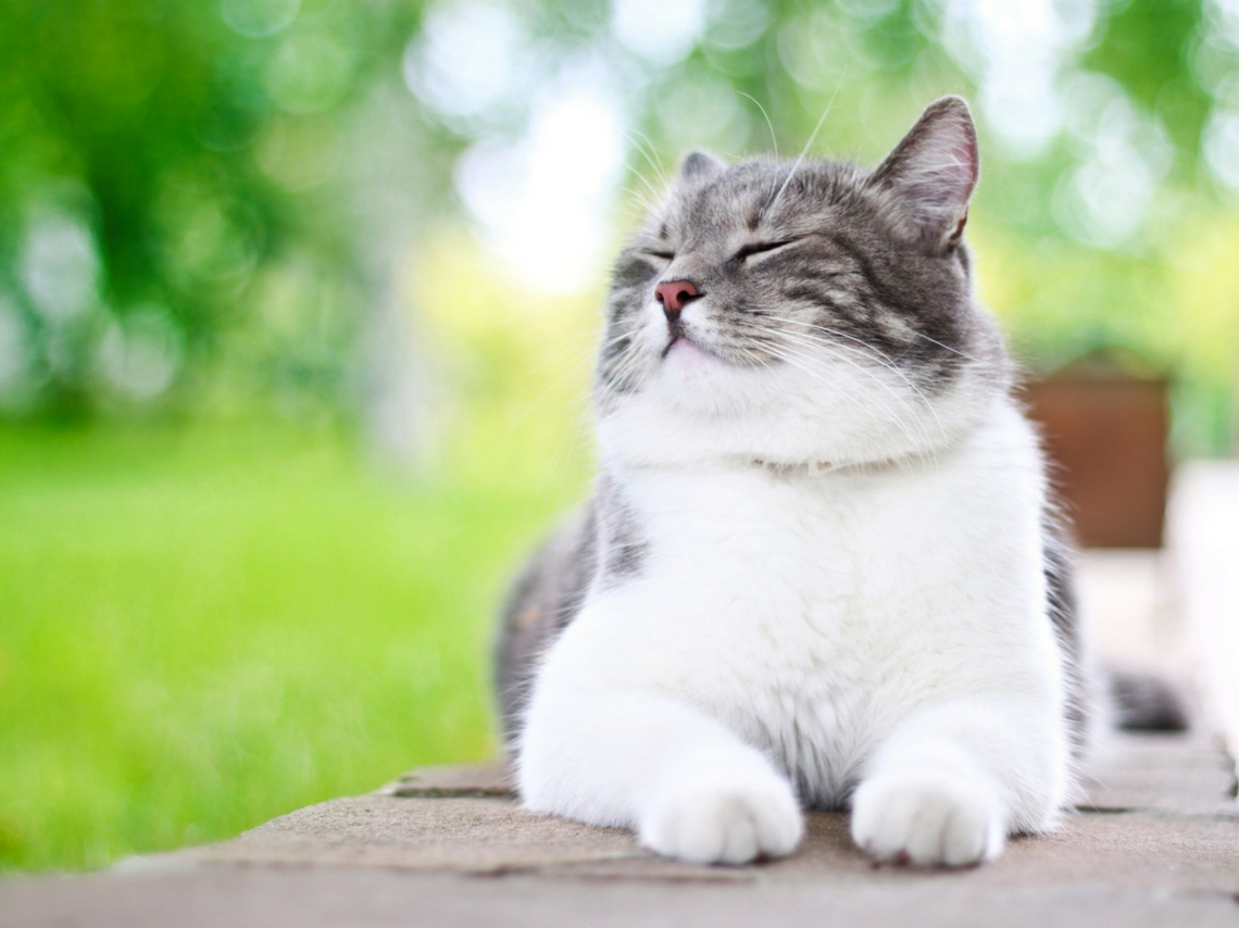 Gatos en la Ciudad de México