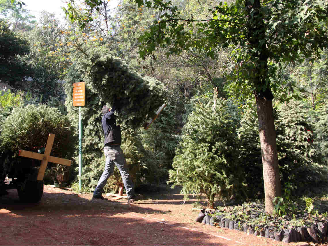 dónde dejar mi árbol de navidad