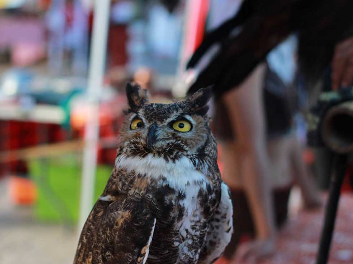 Festival Medieval de Terror en octubre de Halloween 3