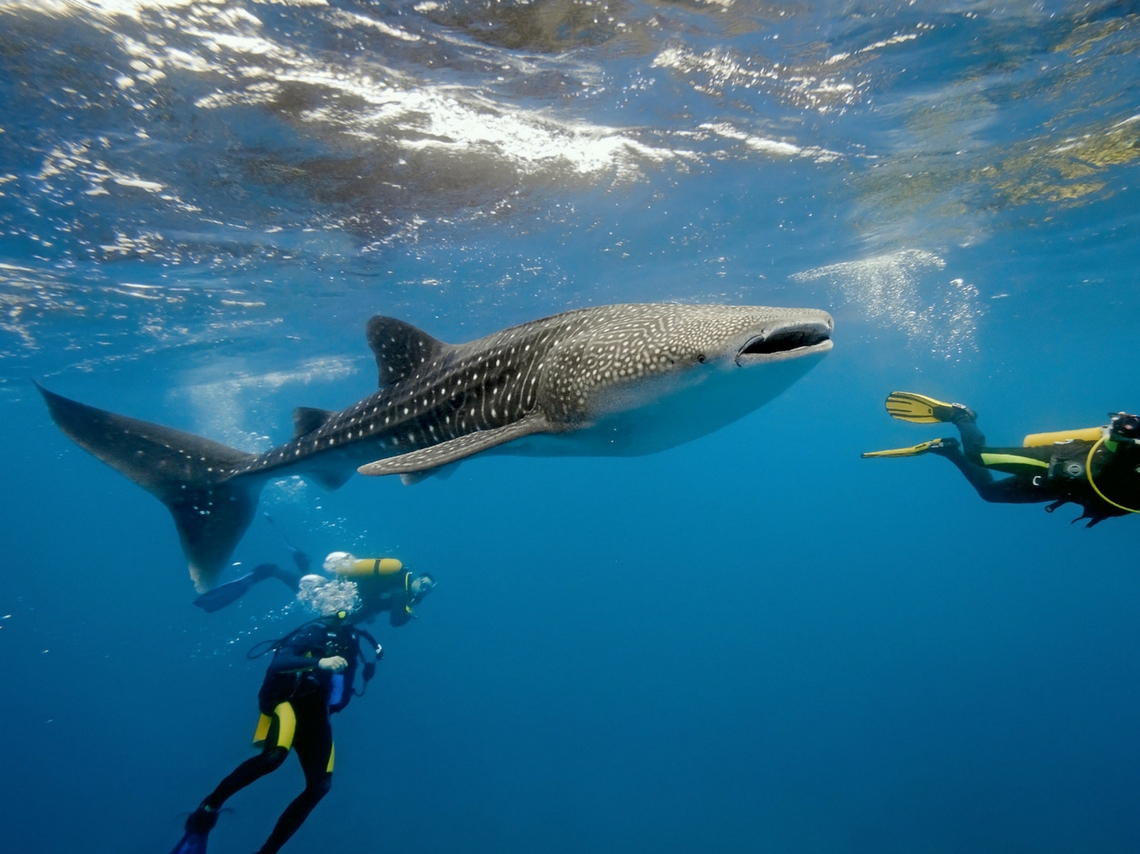 nadar con tiburones