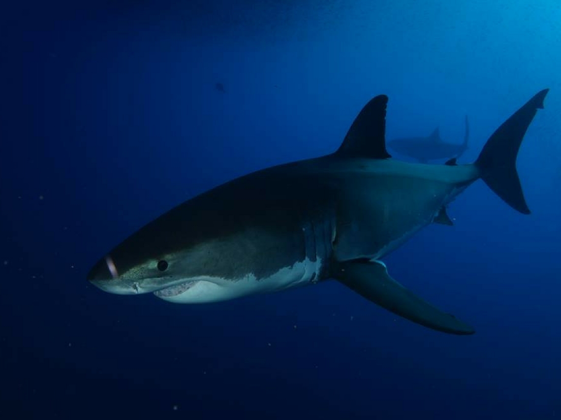 Nada con tiburones en playas mexicanas, hasta desde Xcaret hasta sumergirte en una jaula y ver a estos animales de cerca de forma segura. 