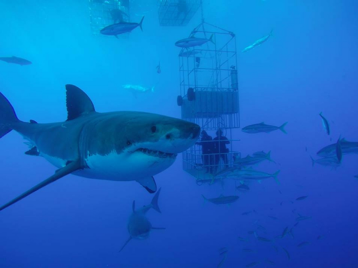 Nada con tiburones en playas mexicanas, hasta desde Xcaret hasta sumergirte en una jaula y ver a estos animales de cerca de forma segura. 