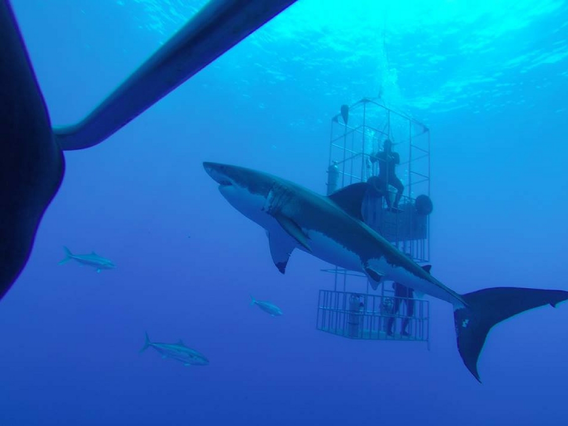 Nada con tiburones en playas mexicanas, hasta desde Xcaret hasta sumergirte en una jaula y ver a estos animales de cerca de forma segura. 