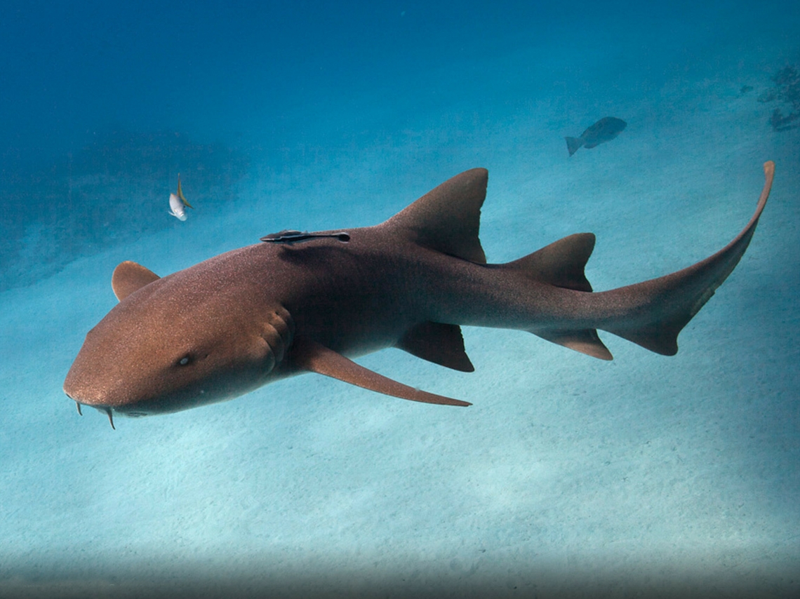 Nada con tiburones en playas mexicanas, hasta desde Xcaret hasta sumergirte en una jaula y ver a estos animales de cerca de forma segura. 