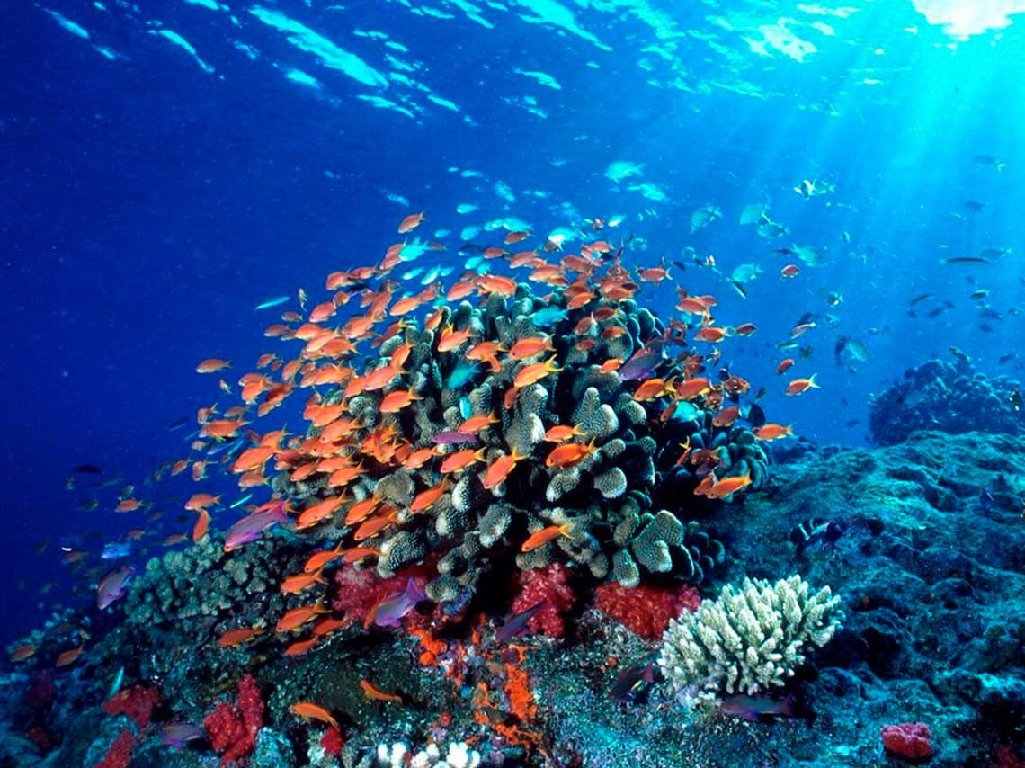 Arrecifes de coral en México para bucear y hacer snorkel 3