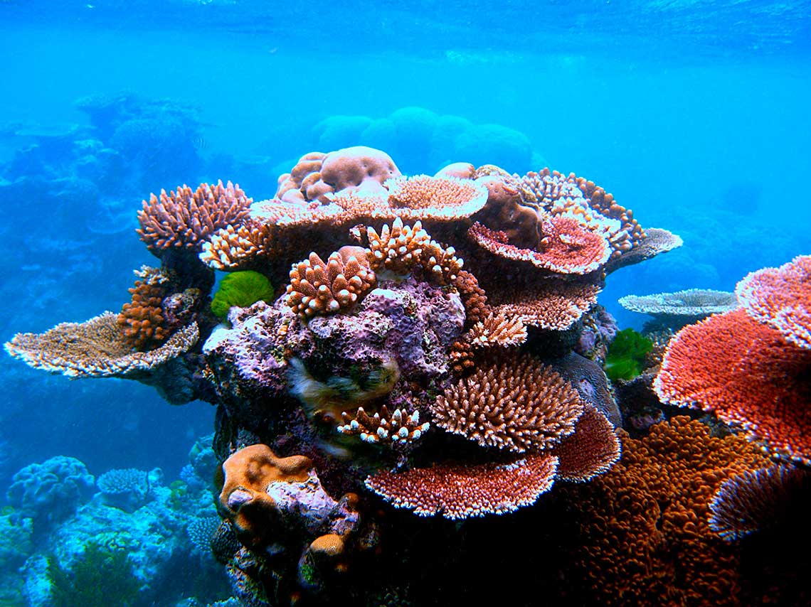 Arrecifes de coral en México para bucear y hacer snorkel 2