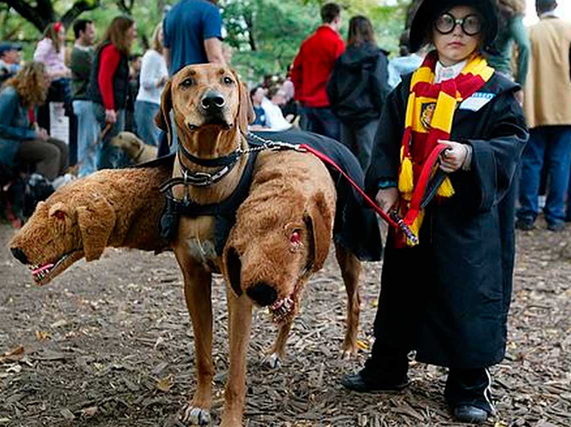 Festival de Harry Potter en Inglaterra ¡Celebra sus 20 años! 3