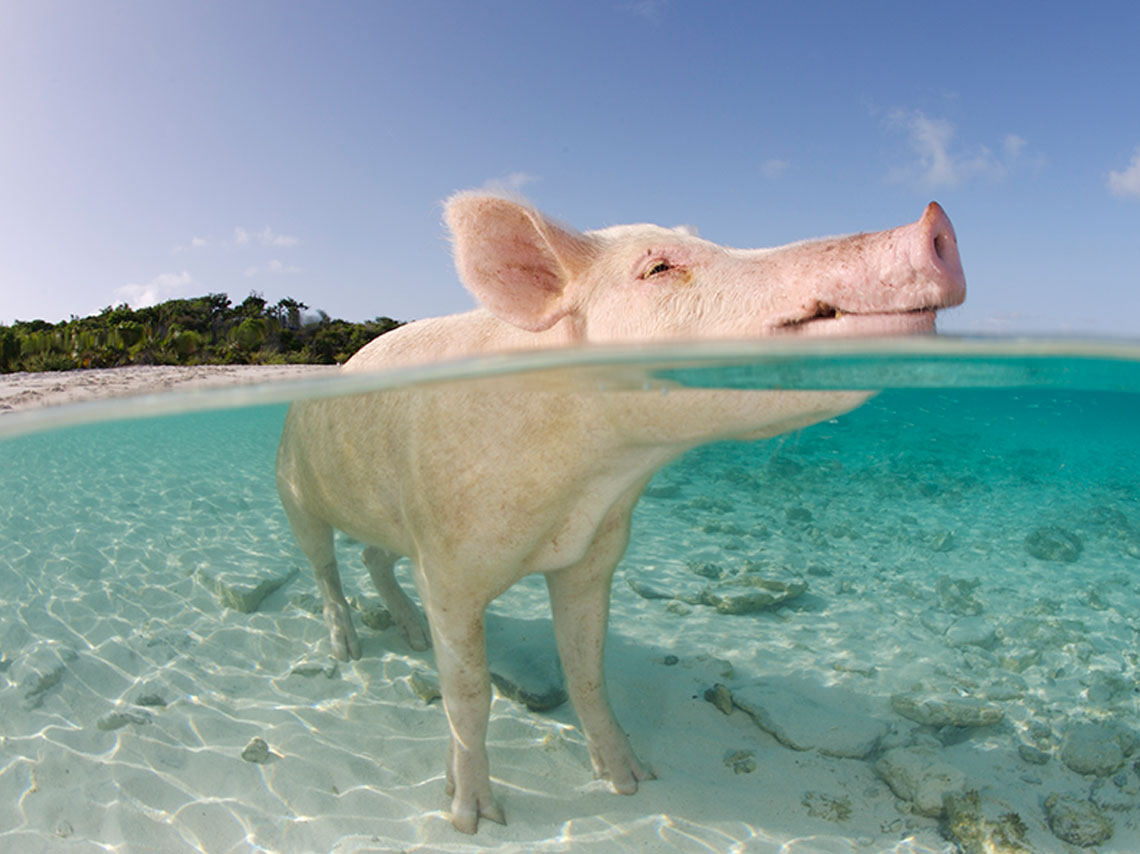 La isla de los cerdos en las Bahamas ¡nada con ellos!