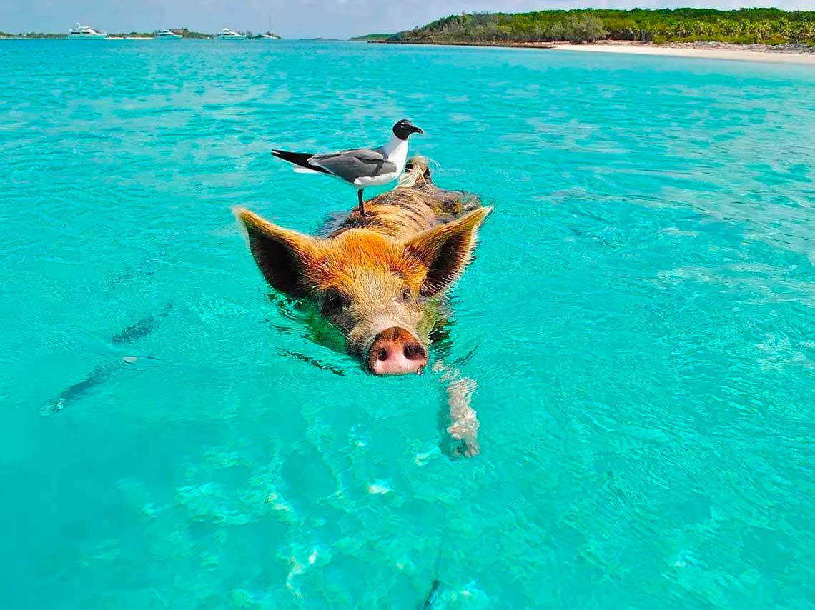 La isla de los cerdos en las Bahamas ¡nada con ellos! 0