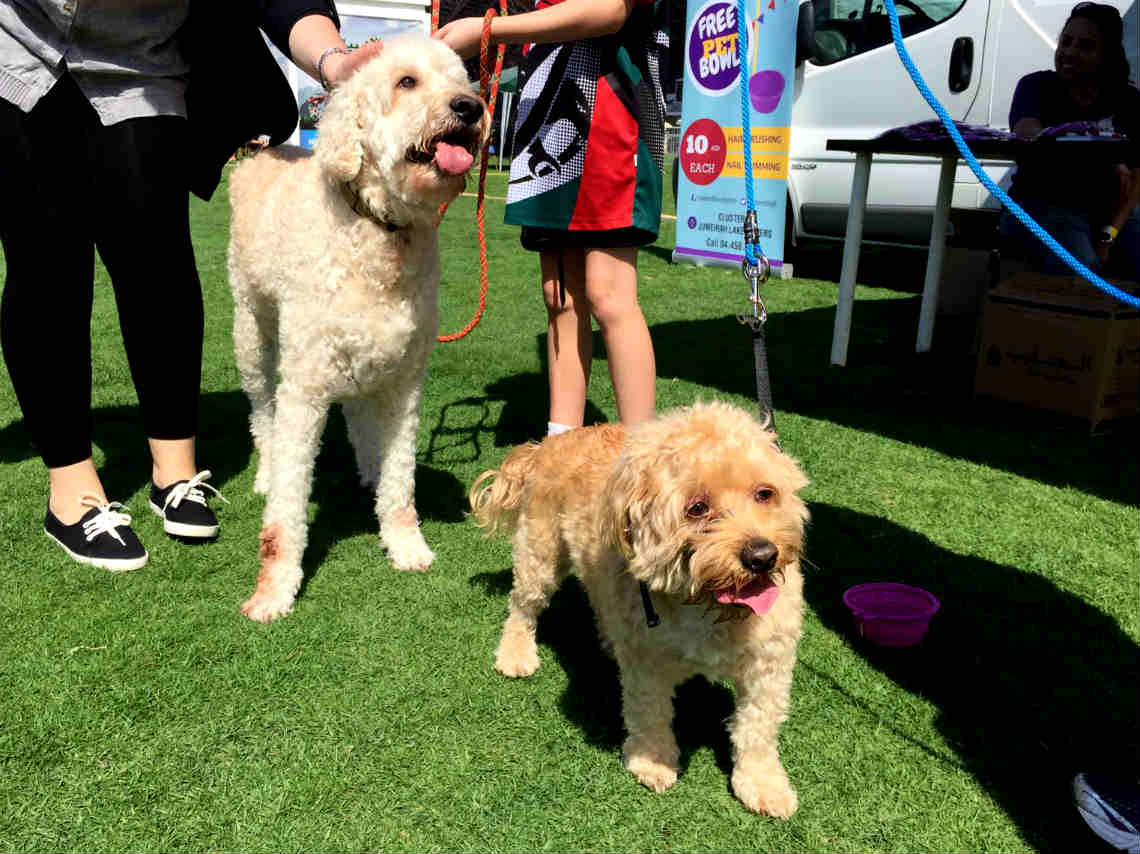 Vive el Animal Fest 2017 en el Huerto Roma Verde en CDMX