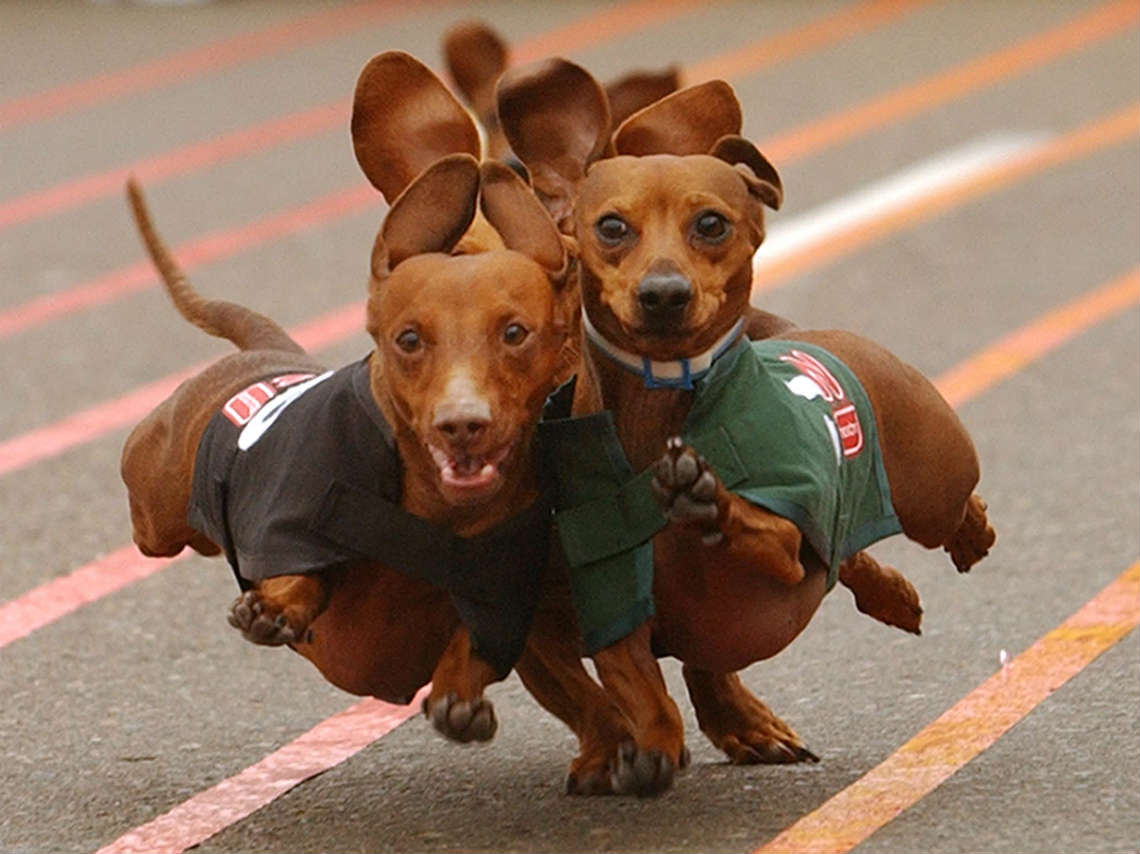 Día Nacional del Perro Salchicha