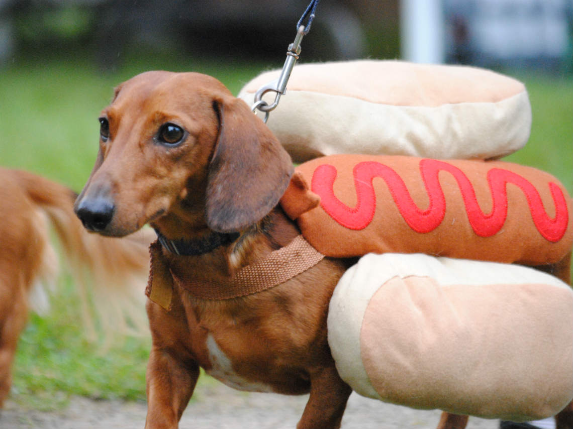 Día Nacional del Perro Salchicha