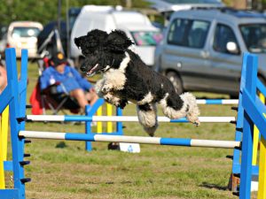 The National Week FCM exhibición canina 2017