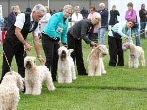 The National Week FCM exhibición canina 2017