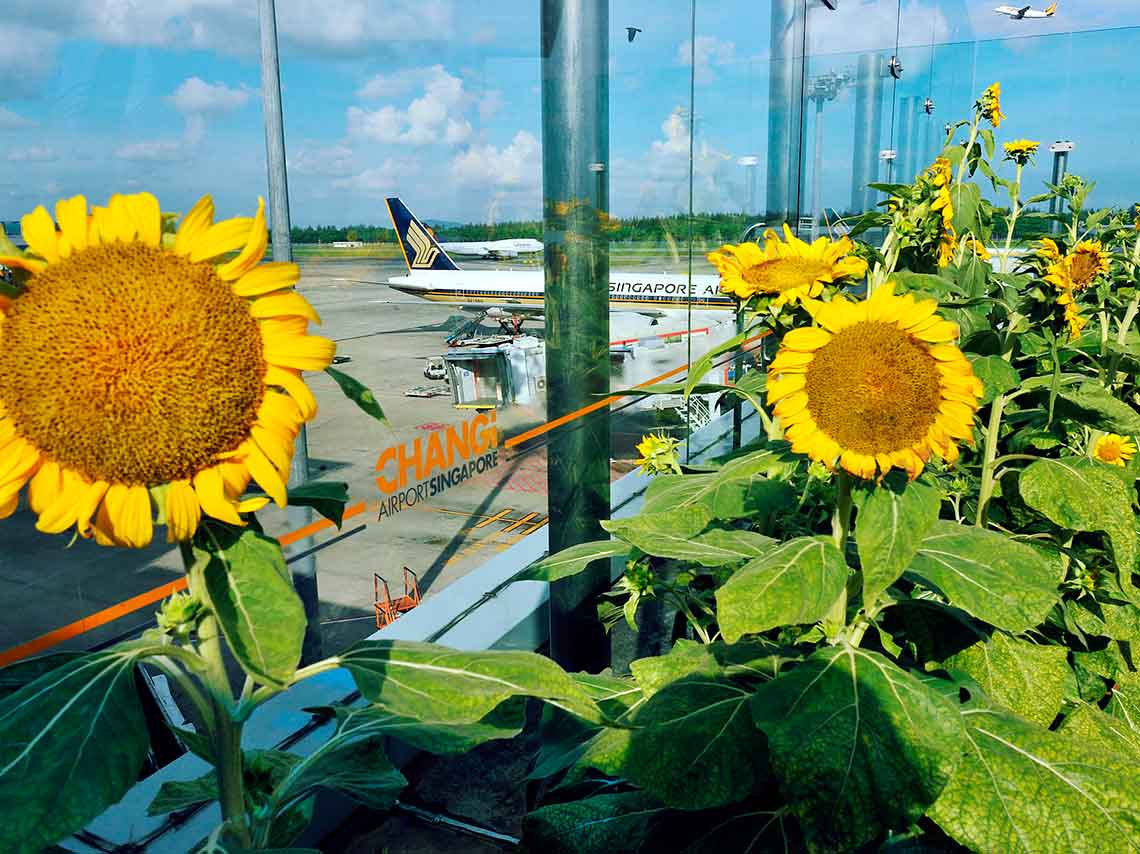 5 cosas divertidas qué hacer en el aeropuerto: tours, cine y acuarios 7