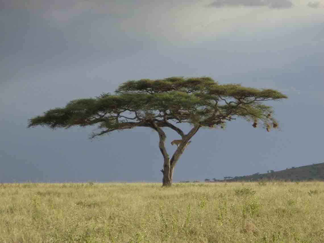 viajar a sudafrica desde mexico 2