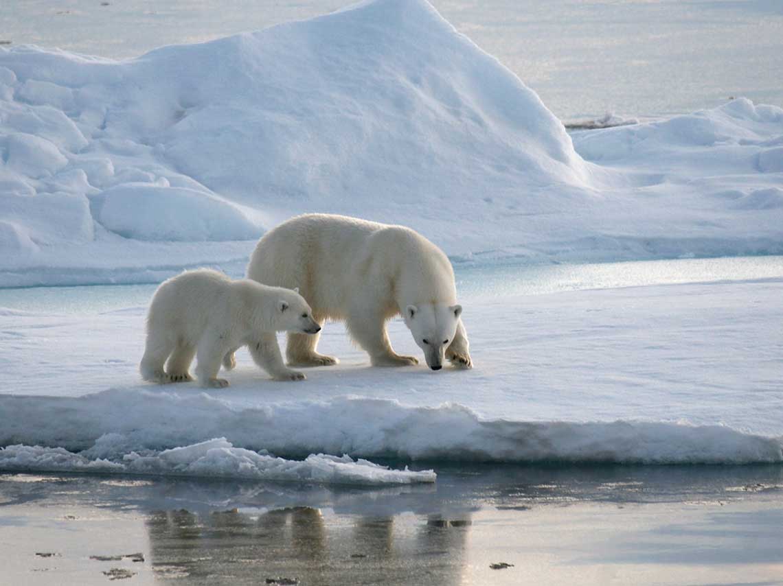 Viaja al Ártico y ve osos polares sin salir de la CDMX 1