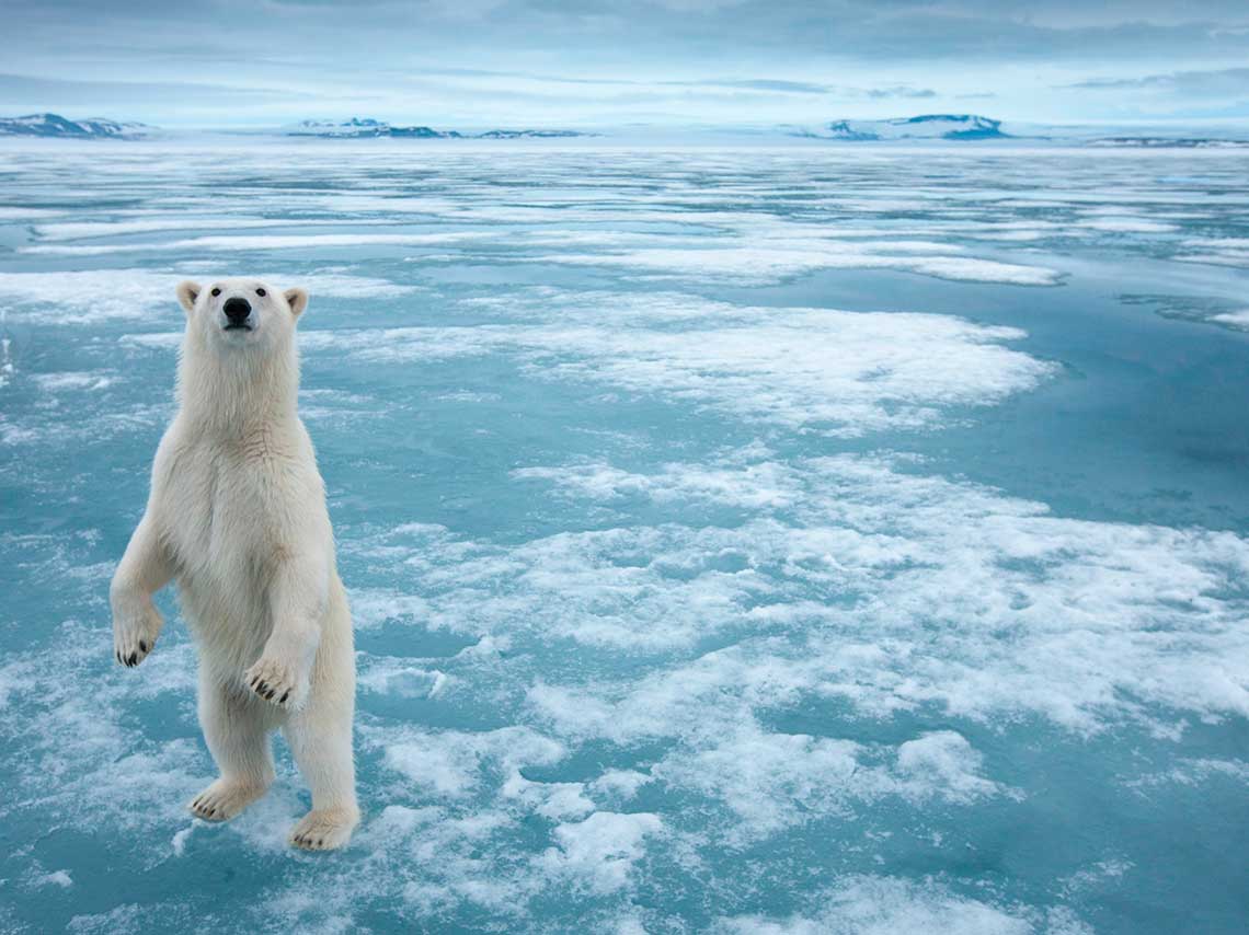 Viaja al Ártico y ve osos polares sin salir de la CDMX