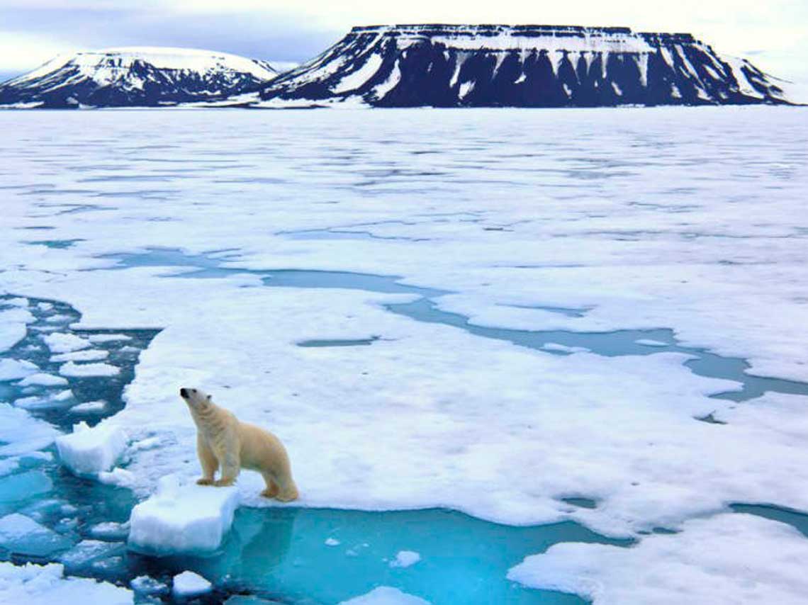 Viaja al Ártico y ve osos polares sin salir de la CDMX 3