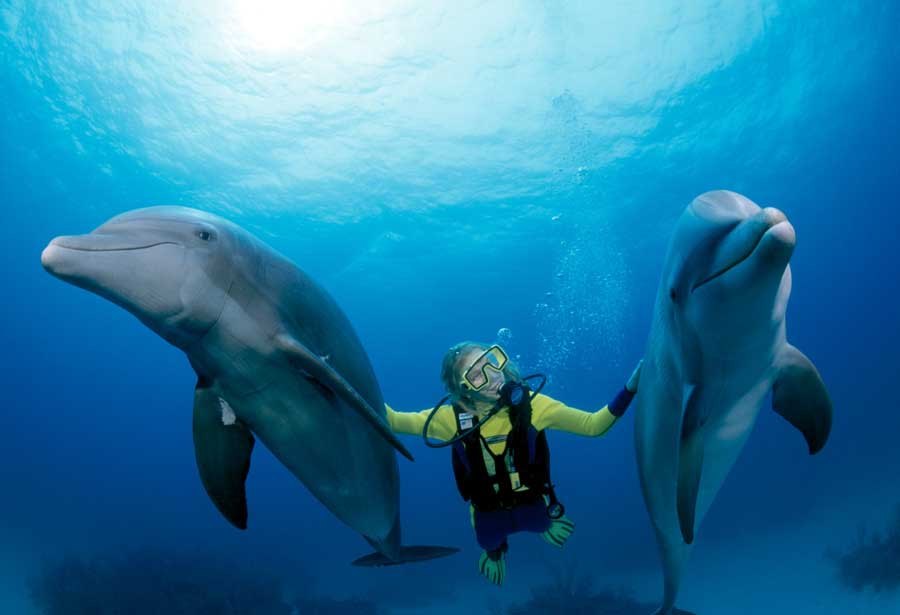 Lugares para nadar con delfines