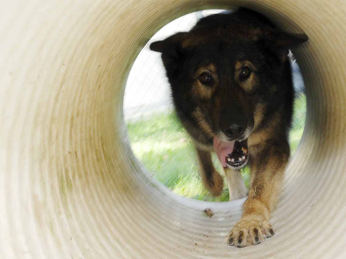 “Adogtame”, otra oportunidad para los perros de CDMX