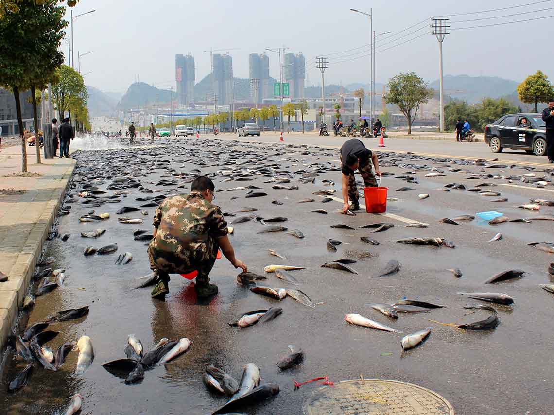 ¿Dónde ver lluvia de peces en el mundo? Lugares para verlo en vivo 0