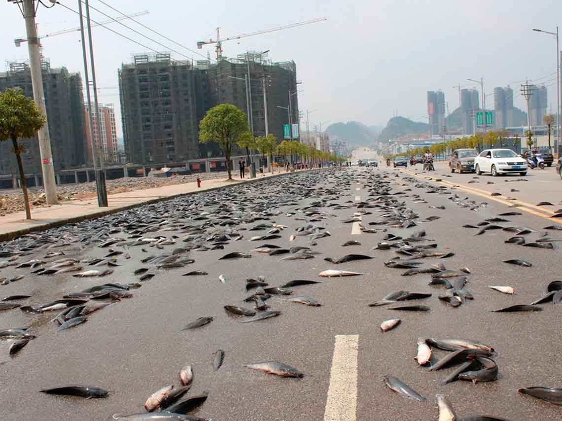 ¿Dónde ver lluvia de peces en el mundo? Lugares para verlo en vivo