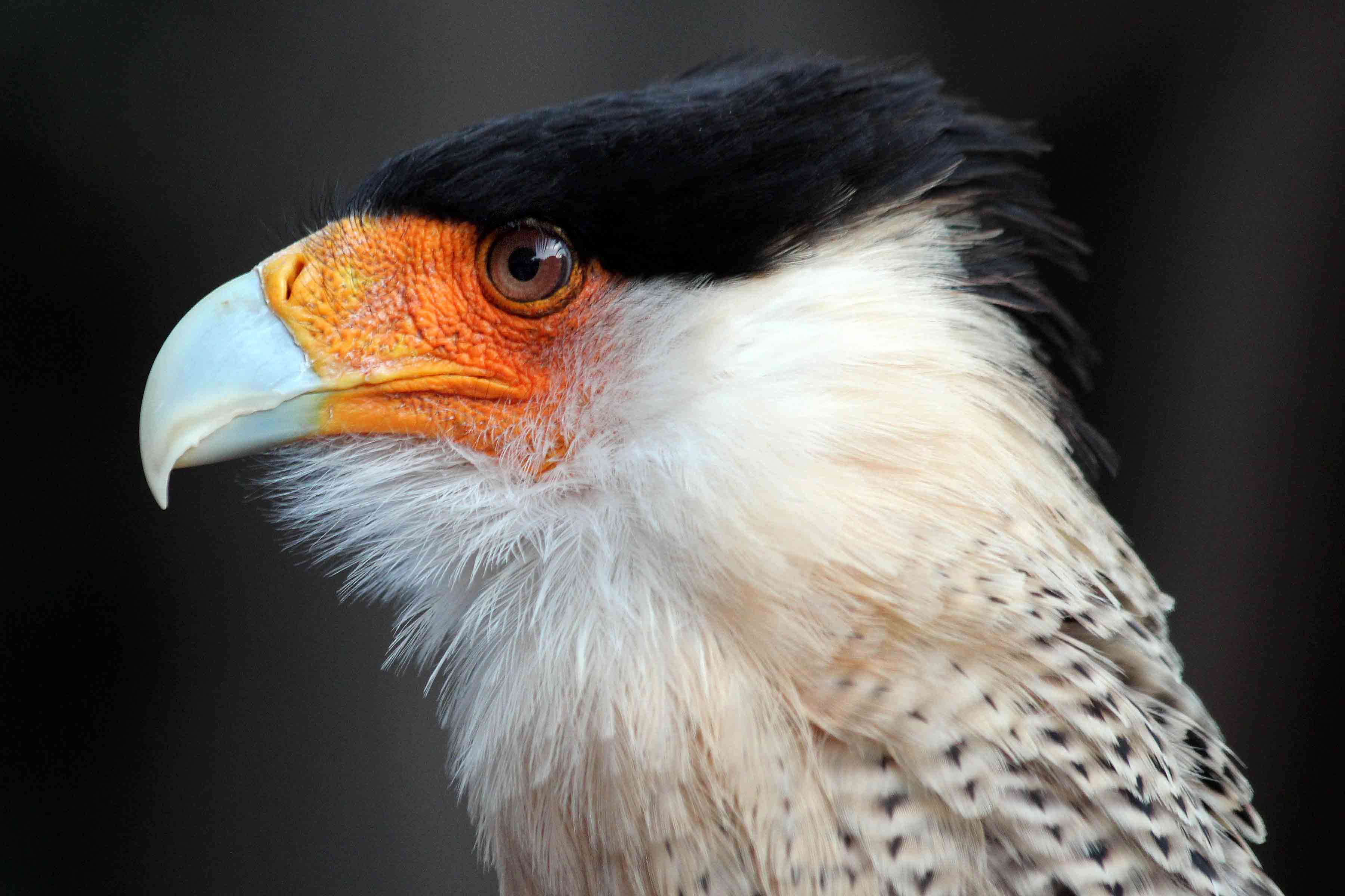 El Nido: Conoce el aviario más grande de América 0