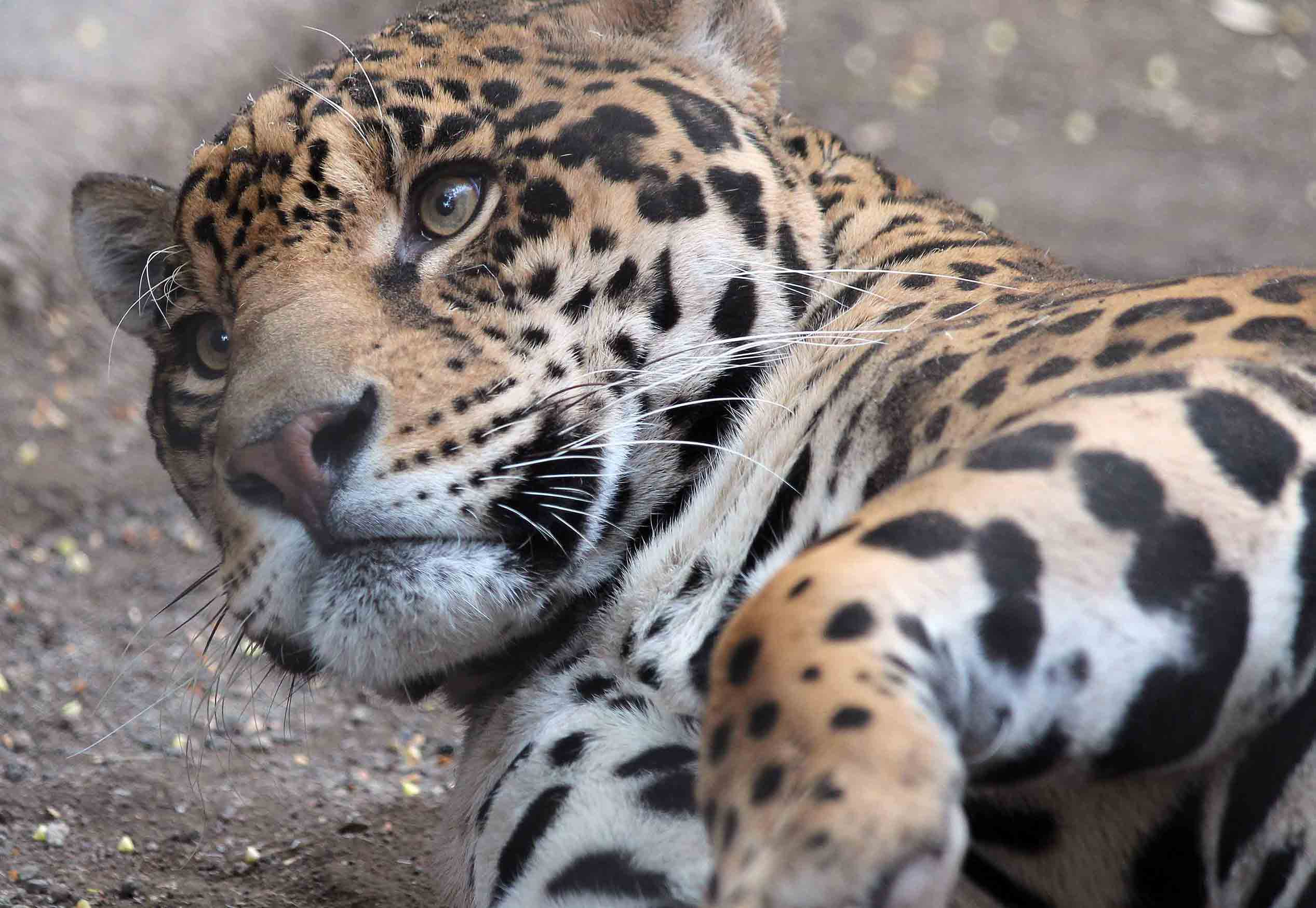 El Nido: Conoce el aviario más grande de América 2