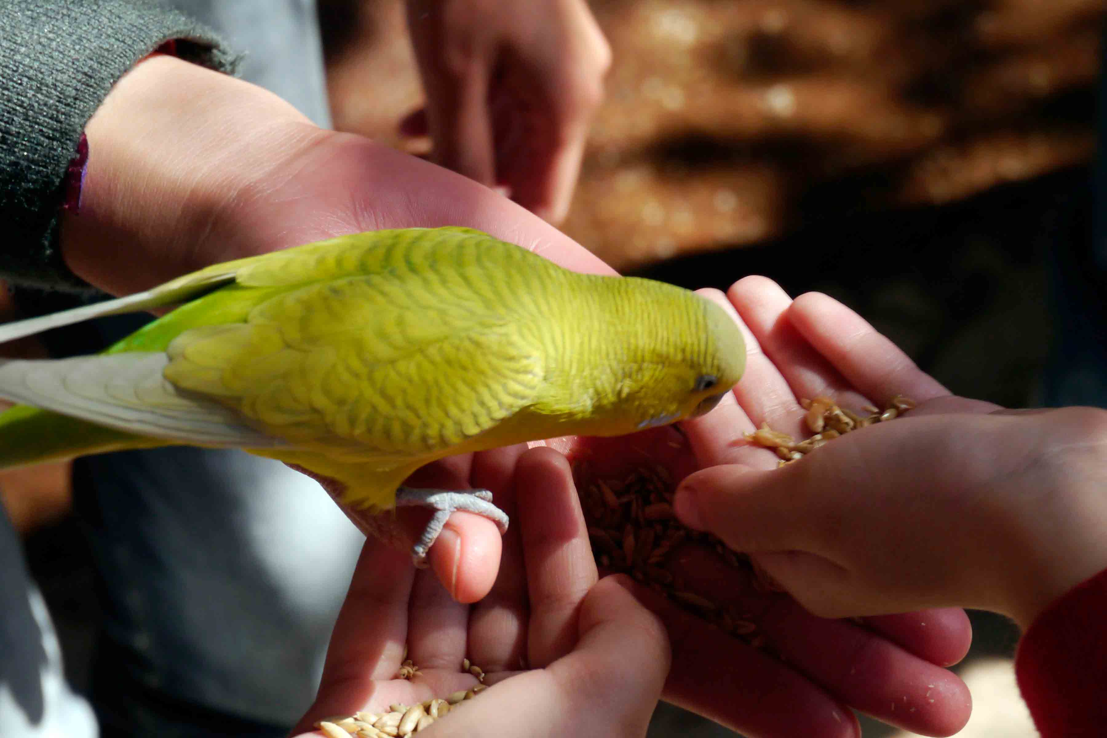 El Nido: Conoce el aviario más grande de América 1