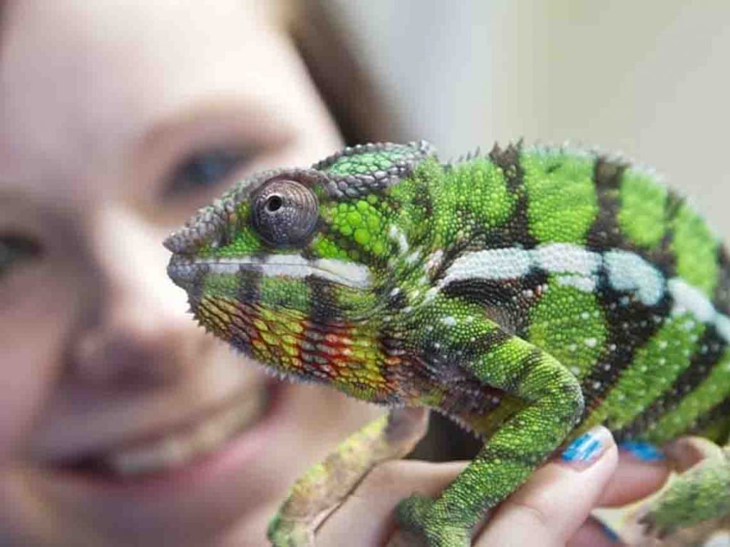 expo-de-reptiles-2017-en-ciudad-de-mexico-04