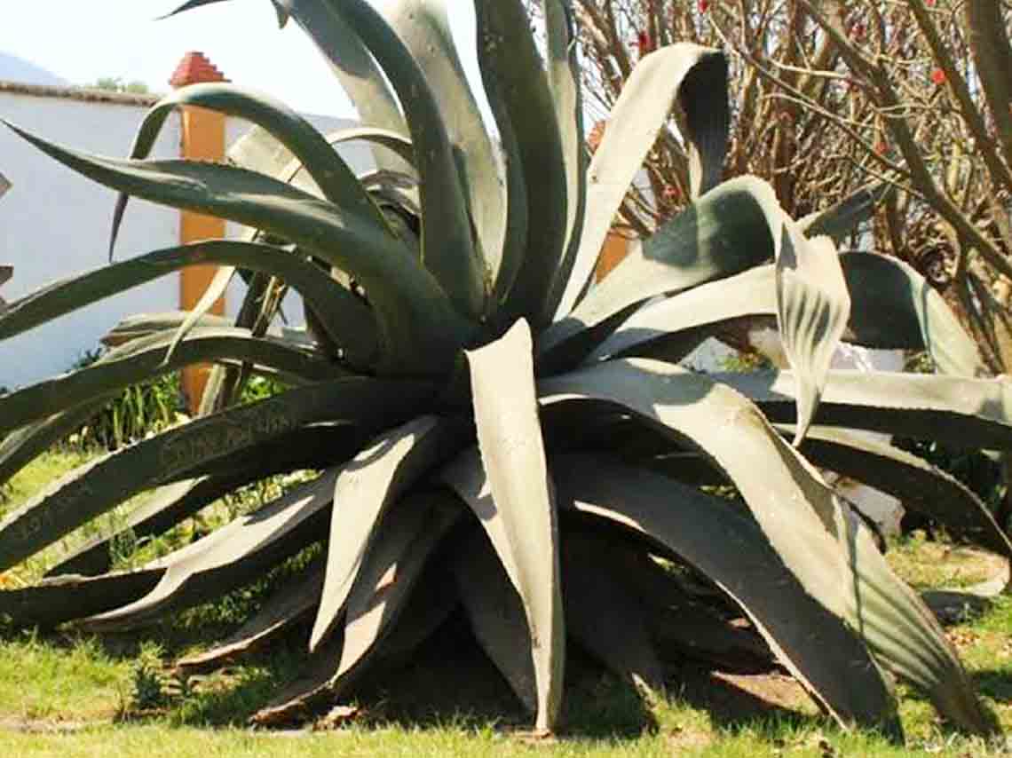 festival-cultural-del-maguey-pulquero-cerca-cdmx-01